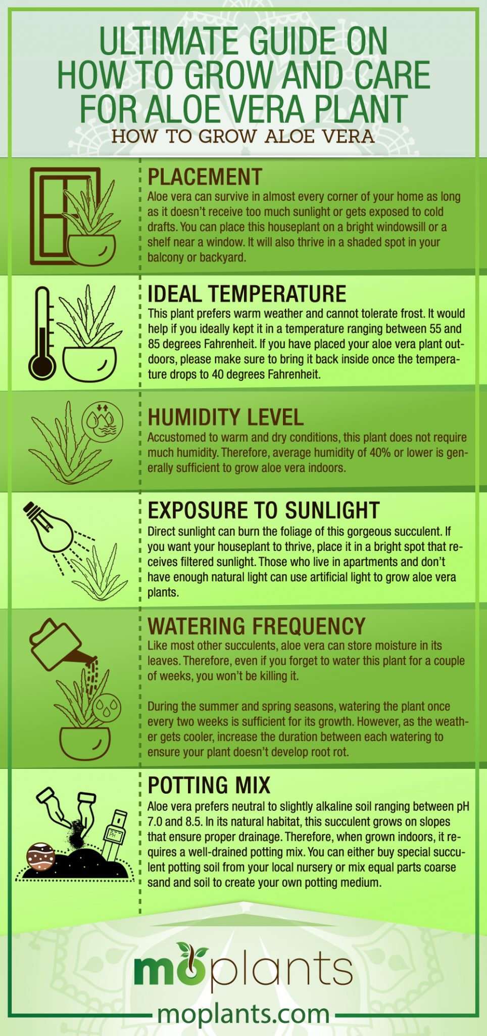 Your Ultimate Guide On How To Grow Aloe Vera