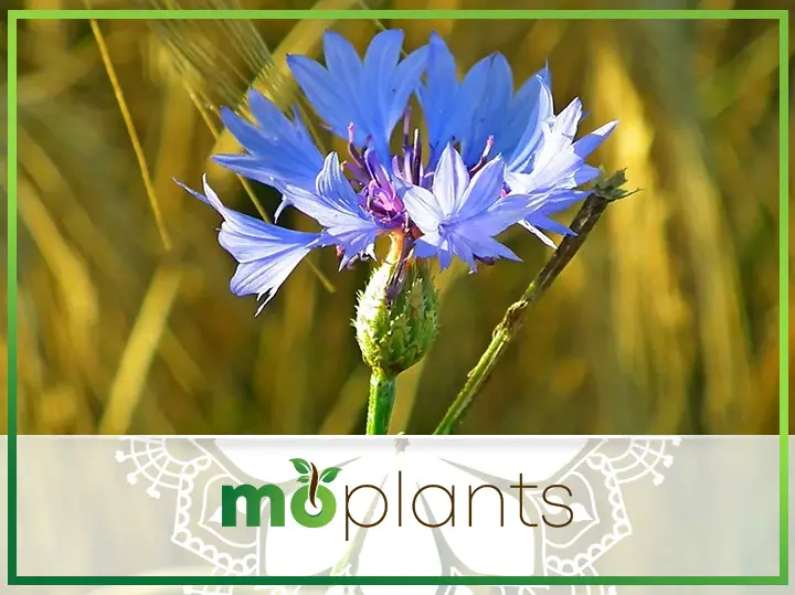 Easy to Grow Old Fashioned Cornflowers
