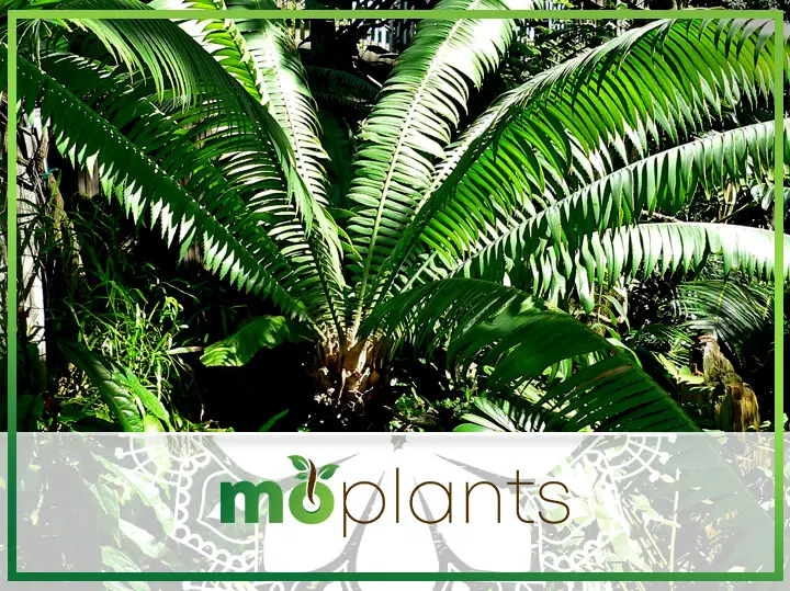 Cycads For Hot Zone Gardens