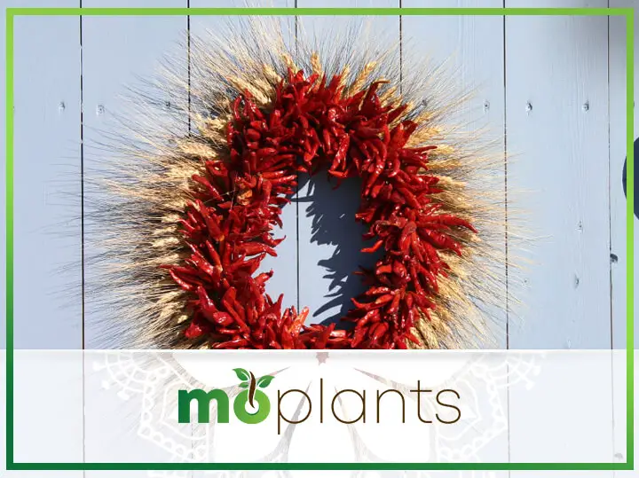 Free Sustainable Christmas Decorations From Your Garden