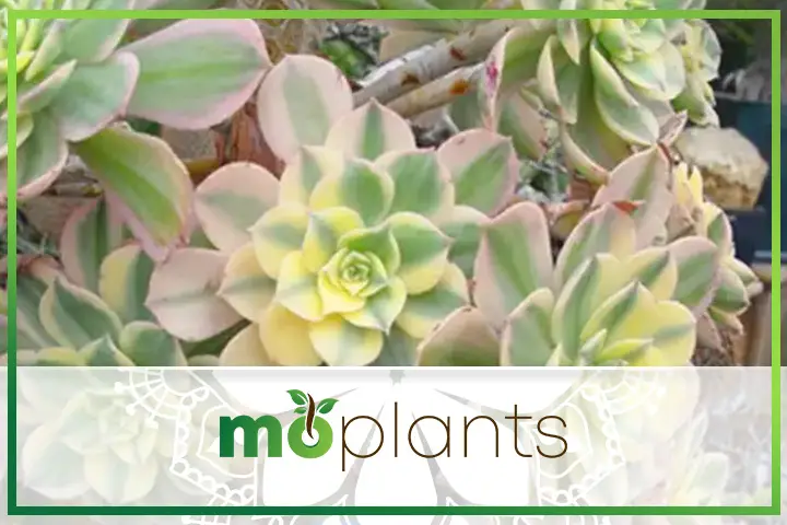 Create Jewel Gardens With A Paint Box of Succulents