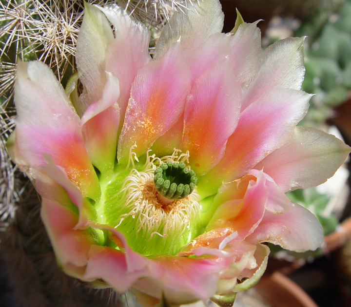 Echinocereus Rainbow Cactus