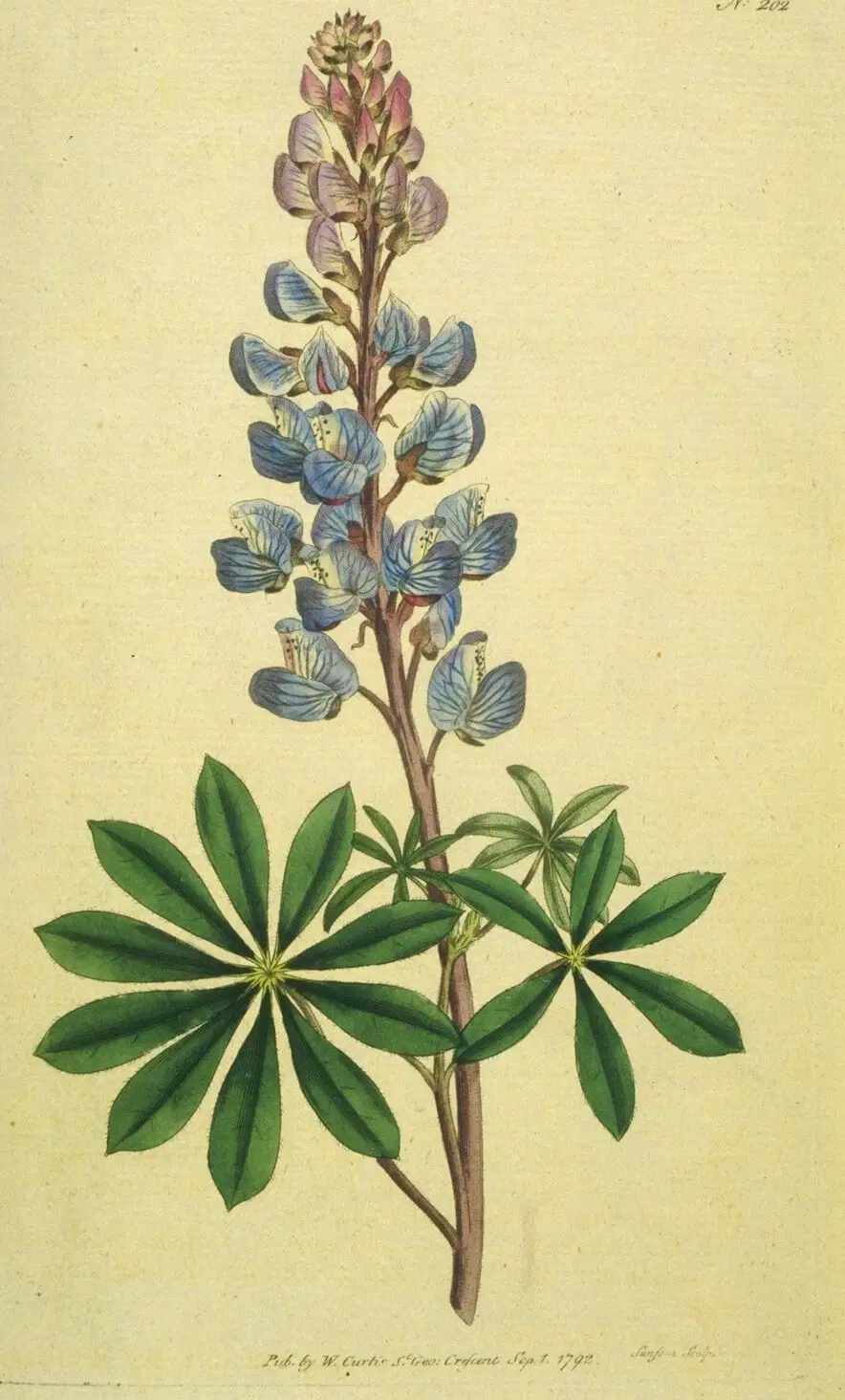 Perennial Lupine