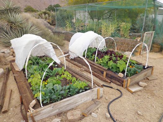 Row Covers to the Rescue for A Changing Climate