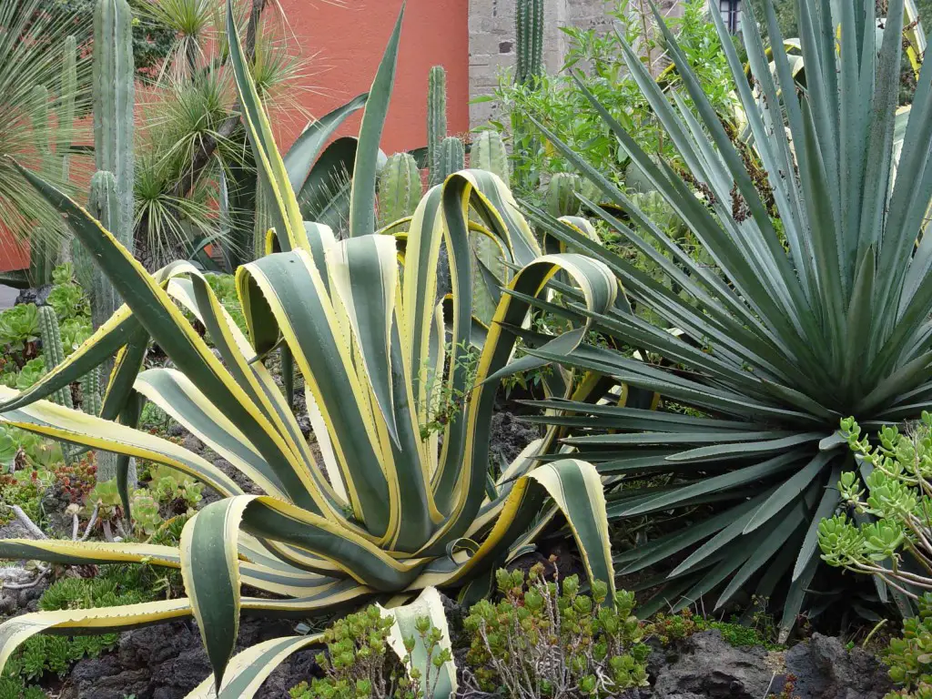 Life and Death and Agave