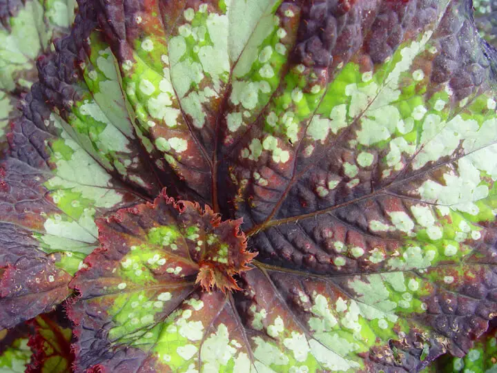 Rex Begonia Hybrid