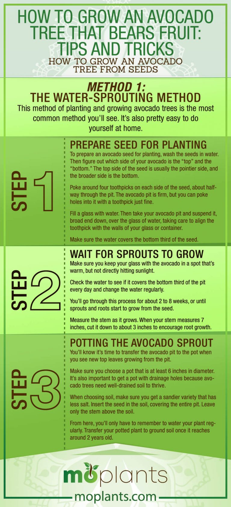 How to Grow an Avocado Tree That Bears Fruit: Tips and Tricks - Mo Plants