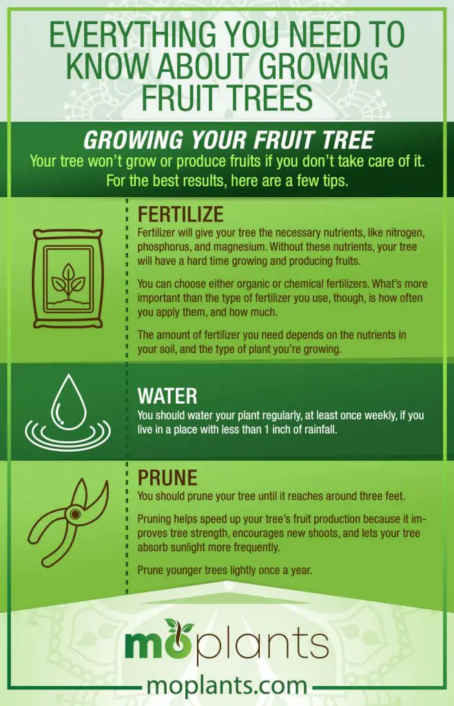 Koľko vody potrebuje pestovanie ovocných stromov
