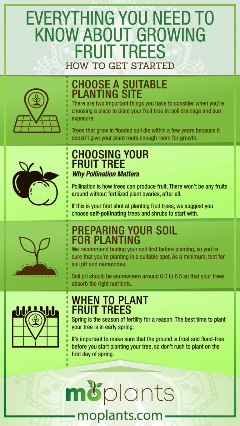 Everything You Need To Know About Growing Fruit Trees Mo Plants