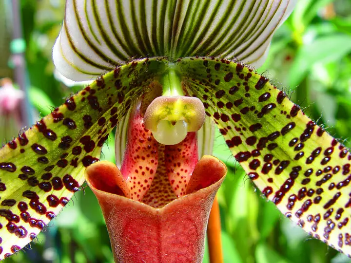 ladys slipper orchid