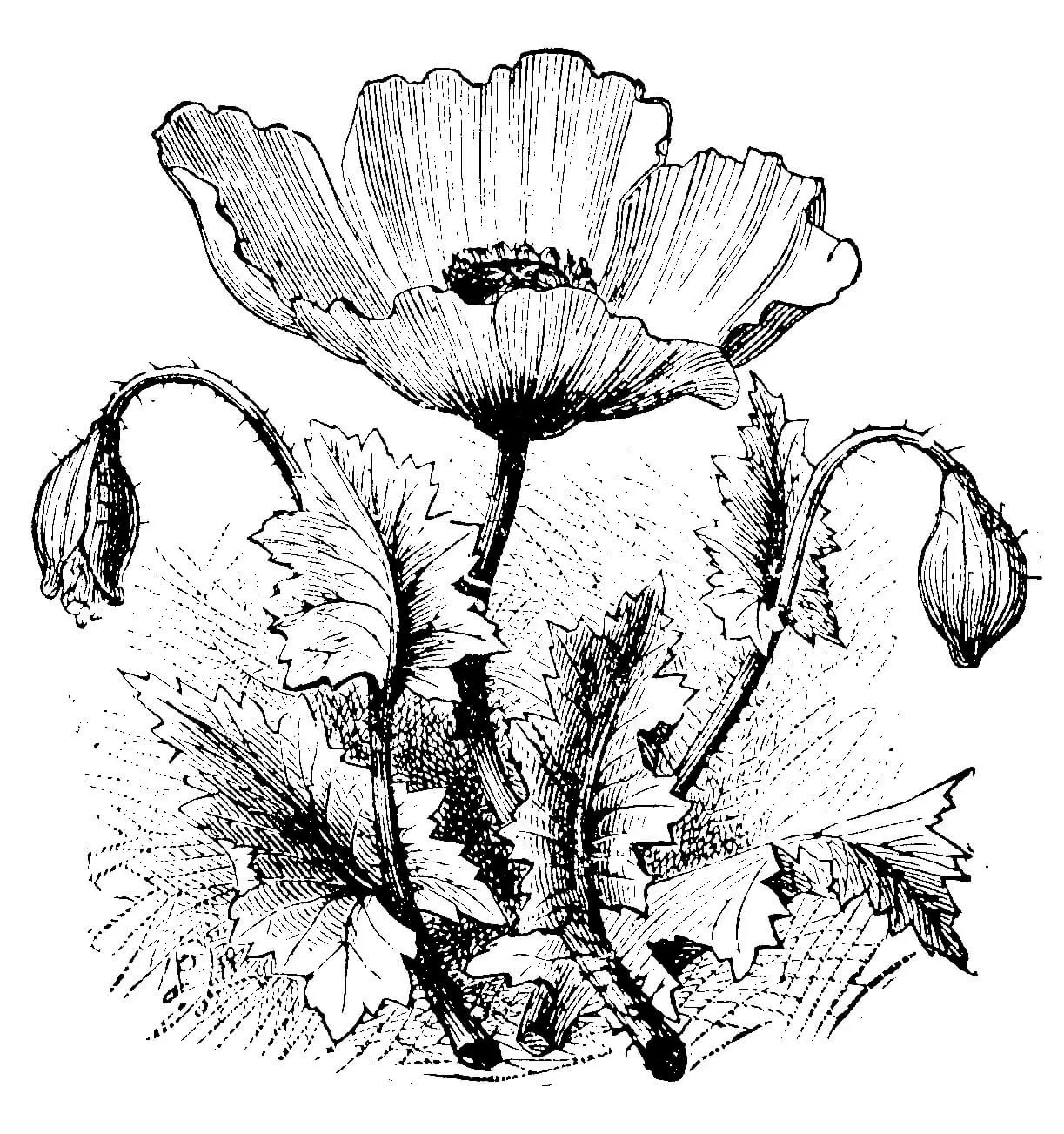 Poppy illustration