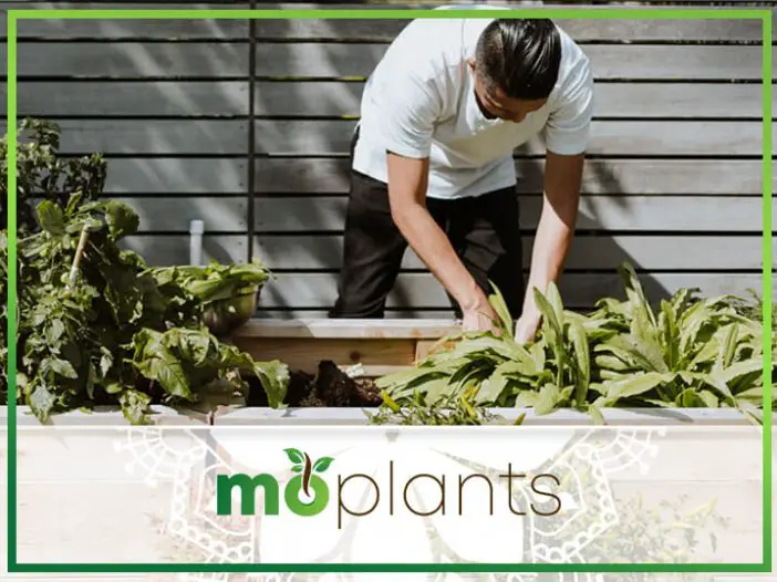 Raised Bed Vegetable Gardening for Beginners