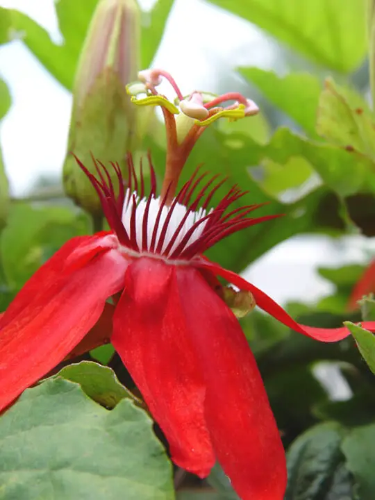scarlet passioflower