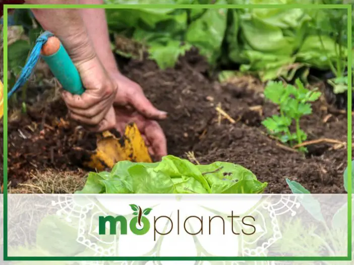 12 Best Vegetable Gardening Books for Beginners