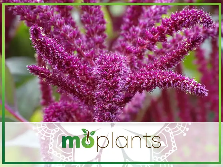 Easy to Grow Amaranth is New Again