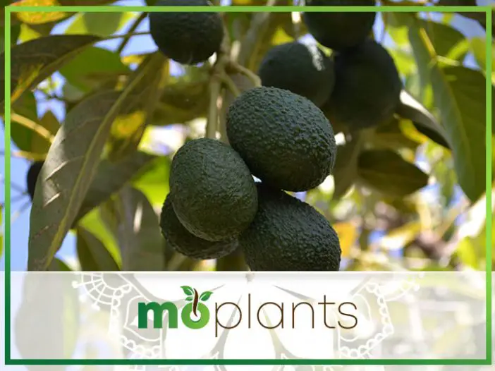 How to Grow an Avocado Tree That Bears Fruit Tips and Tricks Mo Plants