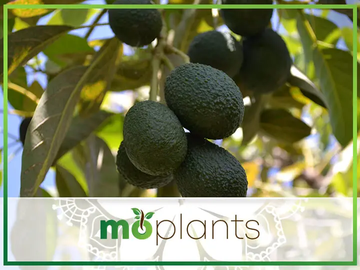 How to Grow an Avocado Tree That Bears Fruit: Tips and Tricks