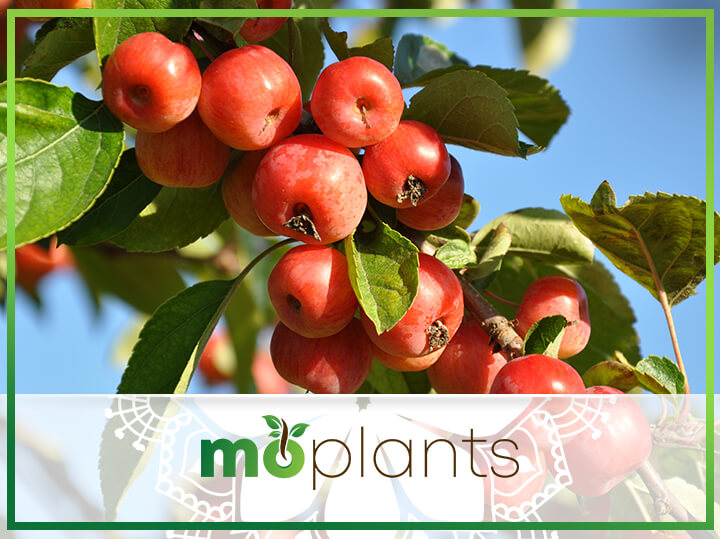 When do you plant fruit trees in missouri