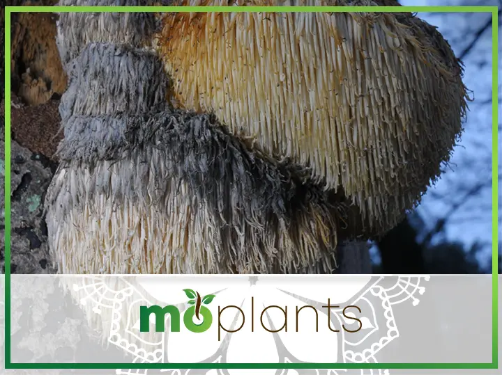 G1 or G2 Spawn Use to Grow on Straw or Sawdust Blocks 100 Lions Mane Mushroom Spawn Plugs to Grow Gourmet and Medicinal Mushrooms at Home or commercially 