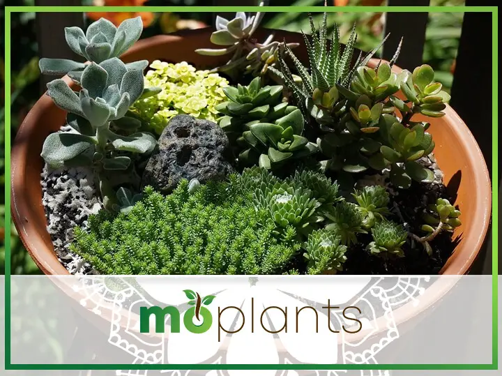 Mini Potted Landscape Gardens for Apartment Dwellers