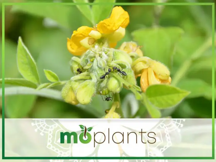 are there plants that repel ants
