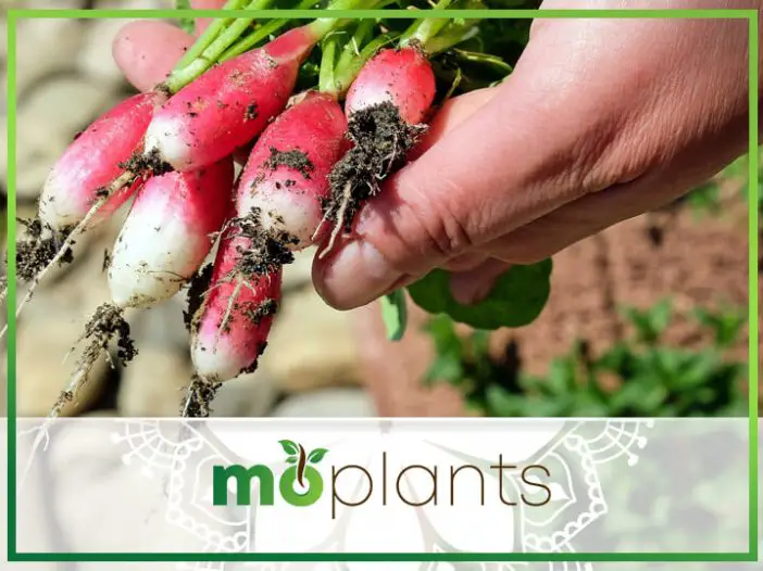 Vegetable Gardening for Beginners