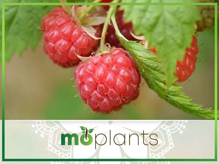 Growing Raspberries Indoors: Planting a Healthy Snack for Your Household