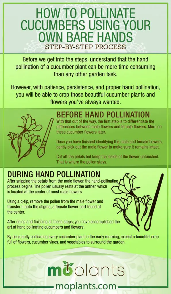 How to Pollinate Cucumbers Using Your Own Bare Hands - Mo Plants