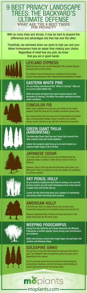 9 Best Privacy Landscape Trees: The Backyard's Ultimate Defense - Mo Plants