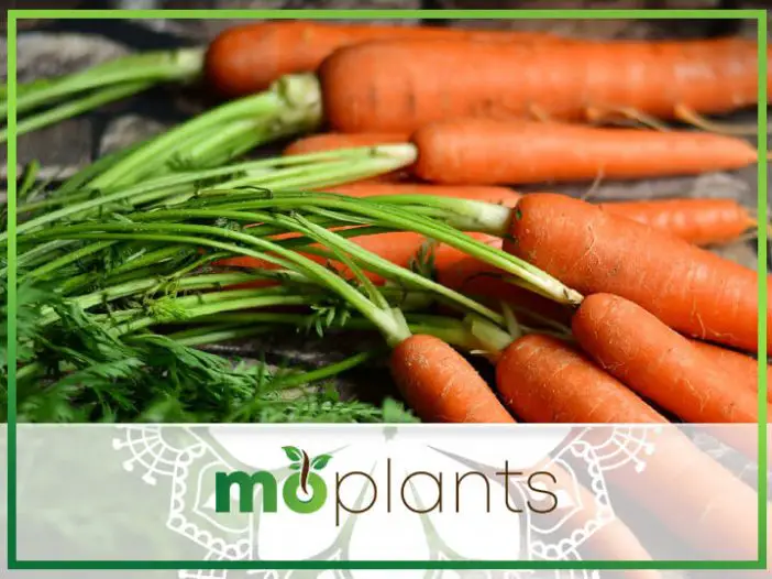 When to Thin Carrots - Mo Plants