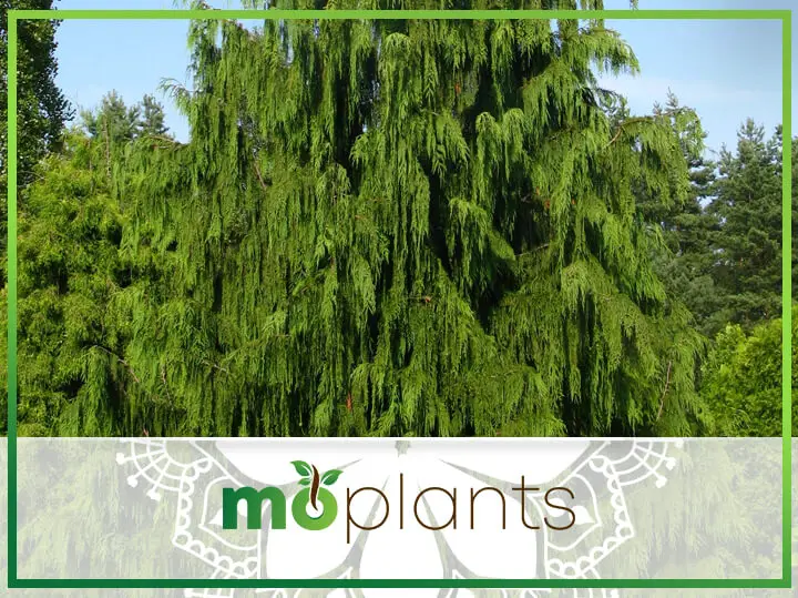 Weeping Cypress: An Alaskan Cedar Evergreen Tree That’s Easy to Grow & Love