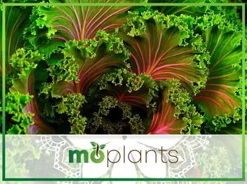 Grow Kale Indoors Mo Plants