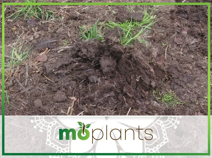 Is Horse Manure Good for Vegetable Gardens?
