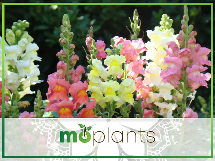 How to Deadhead Snapdragons: A Quick and Easy Guide - Mo Plants
