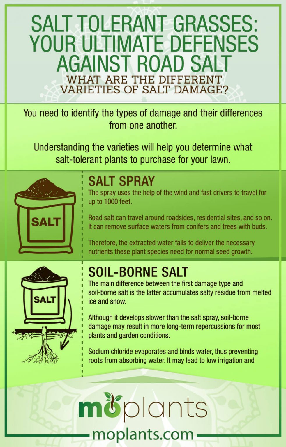 salt-tolerant-grasses-your-ultimate-defenses-against-road-salt-mo-plants