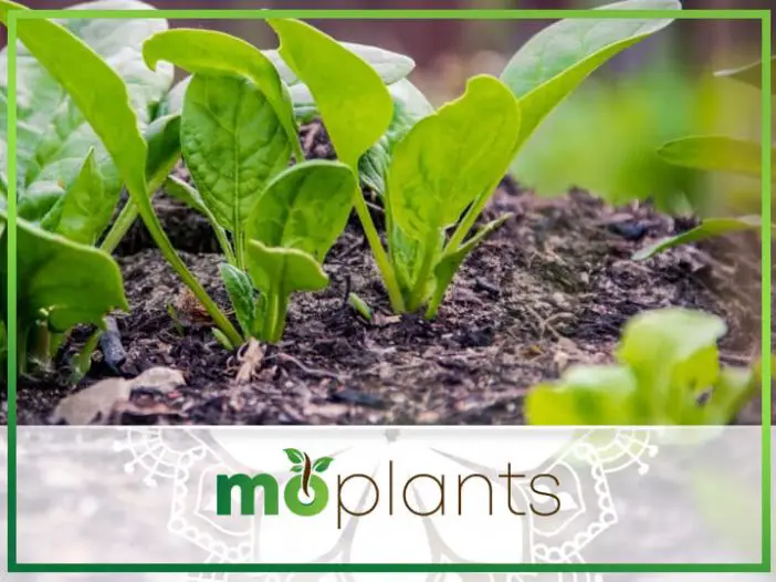 Vegetable Gardening Soil: The Main Ingredient for Vegetable Gardens