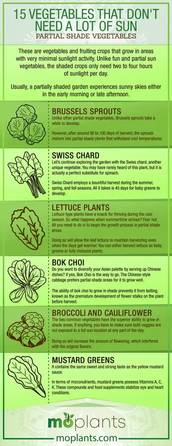 15 Vegetables That Don T Need A Lot Of Sun Mo Plants