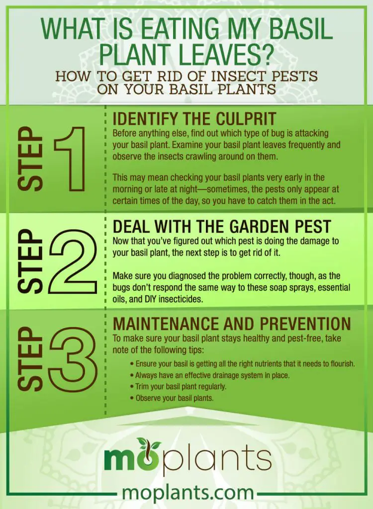 What Is Eating My Basil Plant Leaves? - Mo Plants