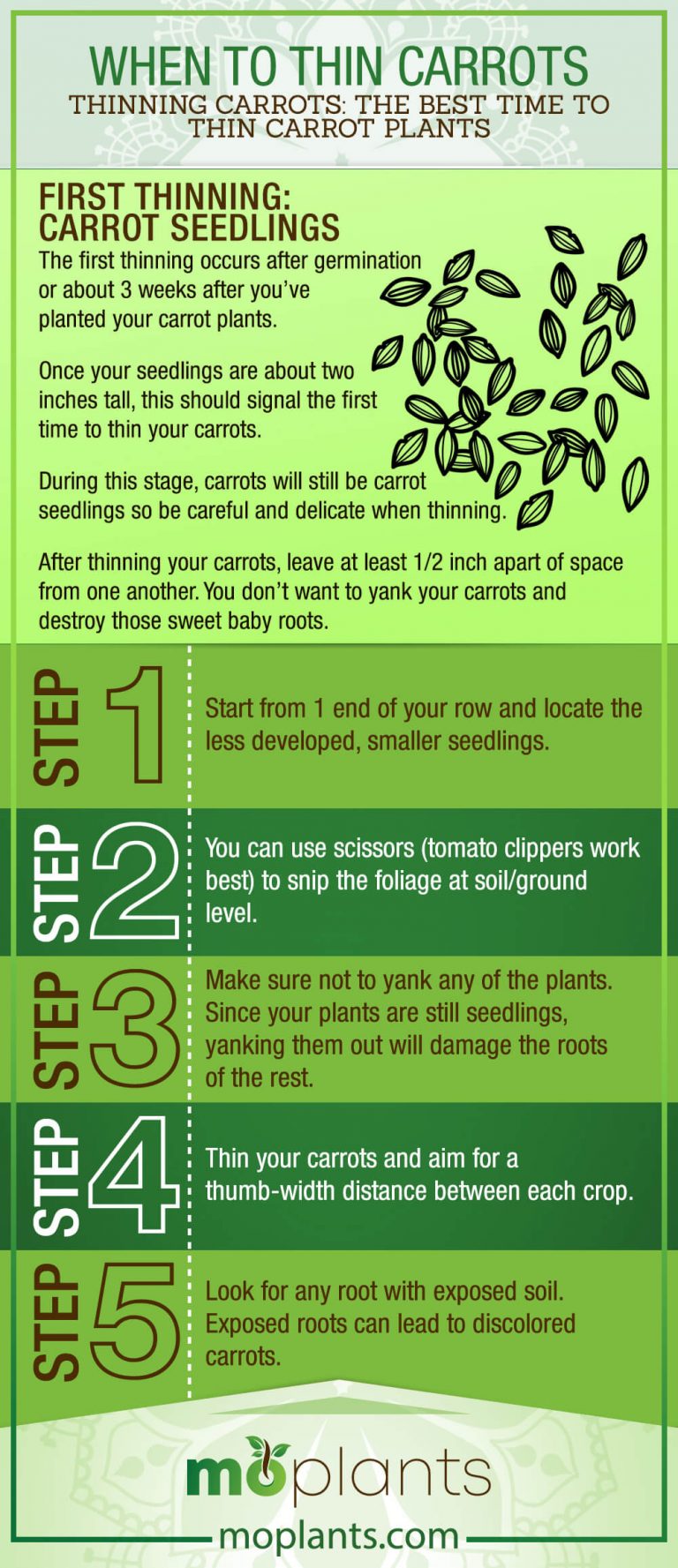 When to Thin Carrots - Mo Plants