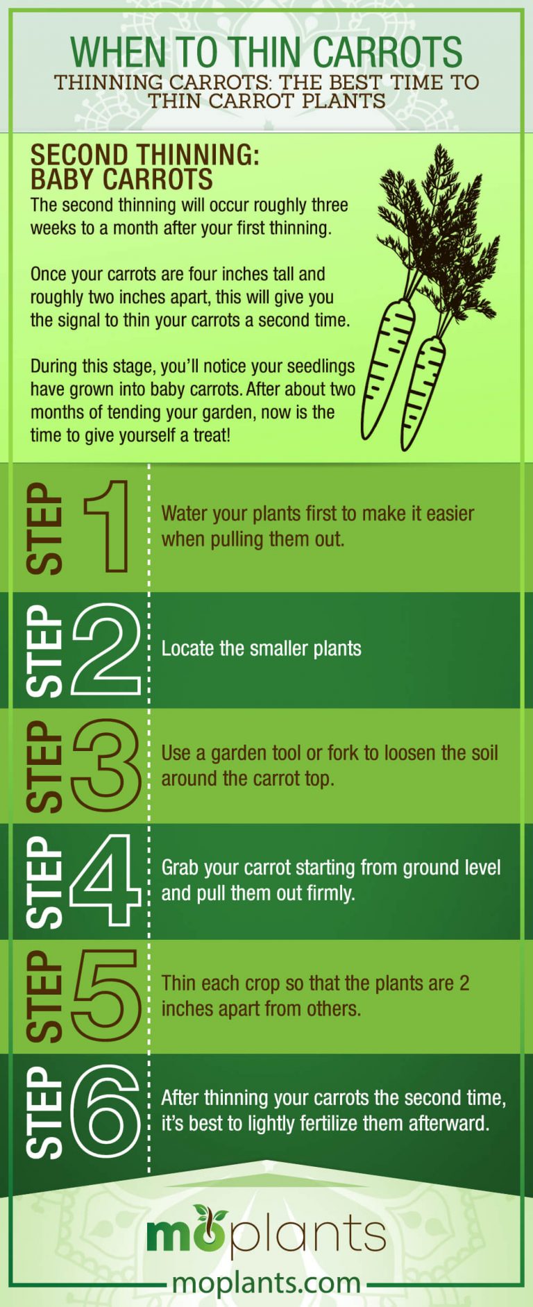 When to Thin Carrots - Mo Plants