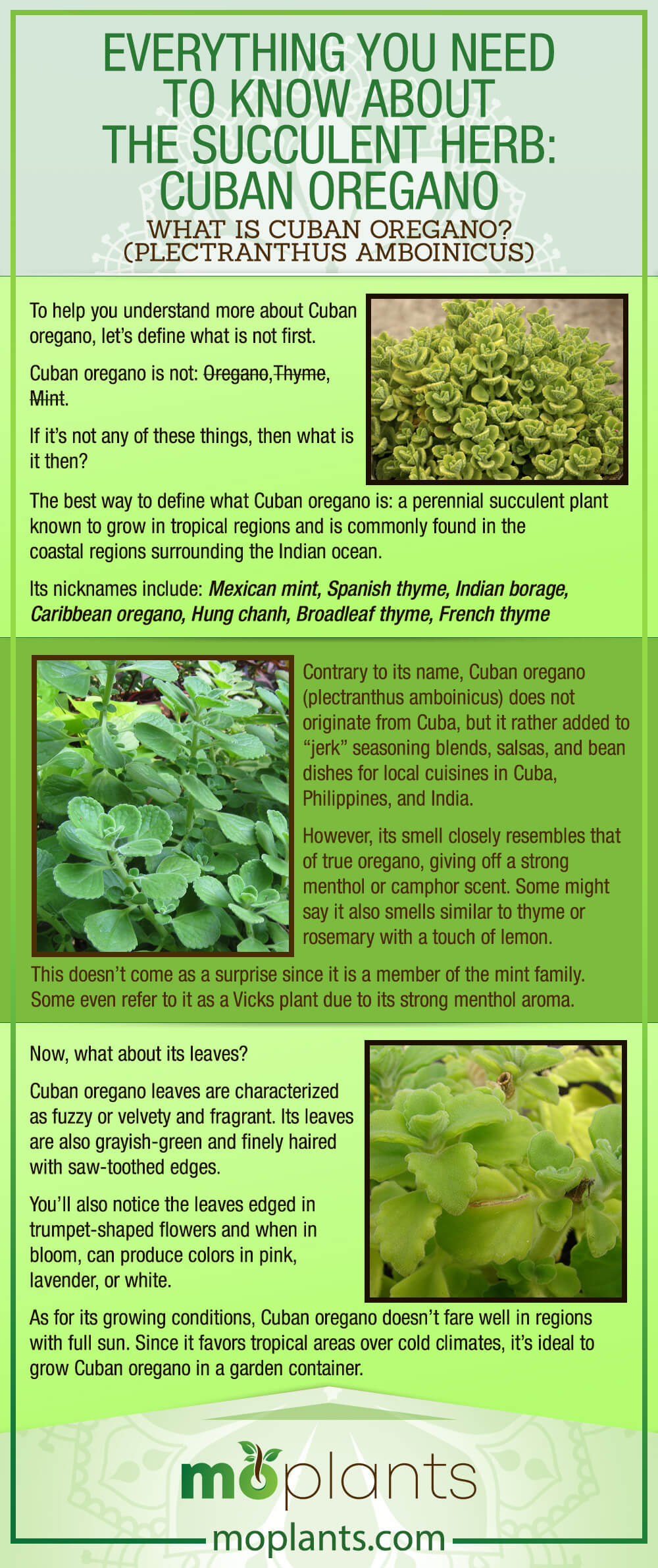 Cuban Oregano Uses A Comprehensive Guide To Its Benefits And Applications