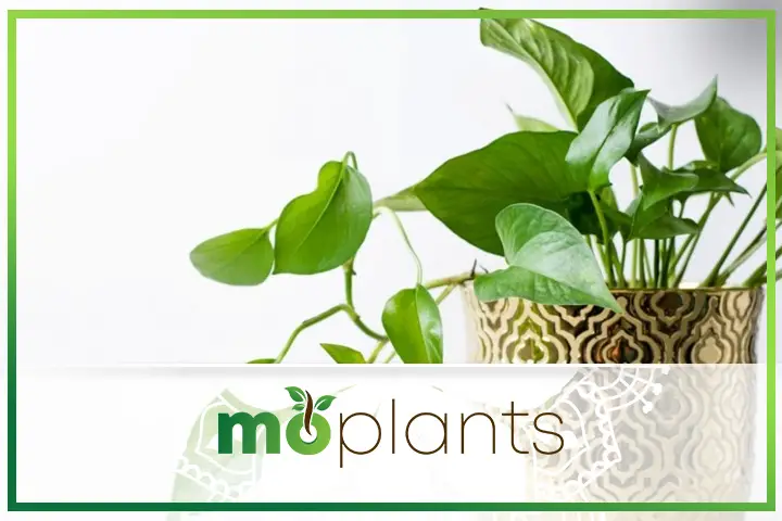 tips to grow golden pothos plant indoors