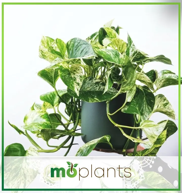 Golden Pothos