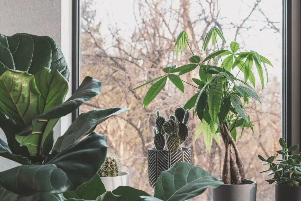 How to grow a fiddle leaf fig tree