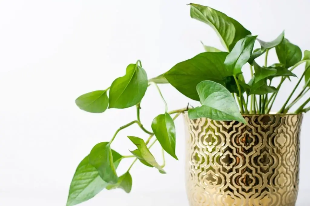 tips to grow golden pothos plant indoors