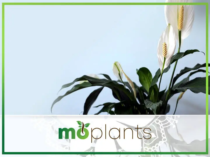 Ultimate Guide on How to Grow and Care for a Peace Lily Plant