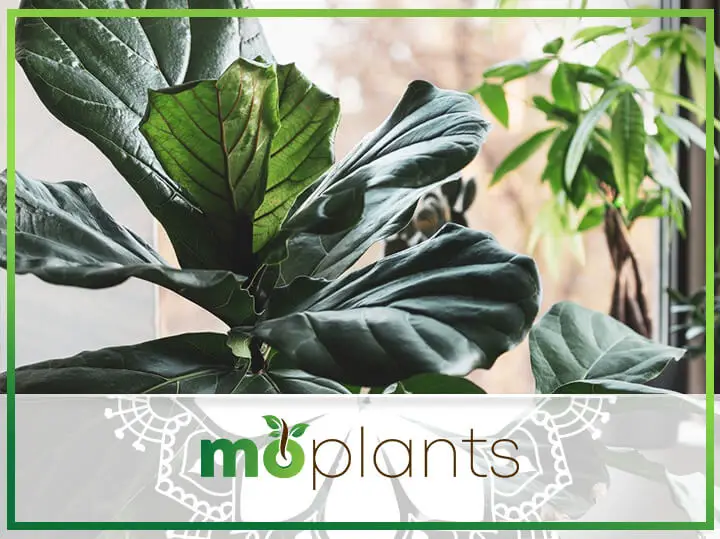 Your Ultimate Guide to Growing and Caring For a Fiddle Leaf Fig Plant
