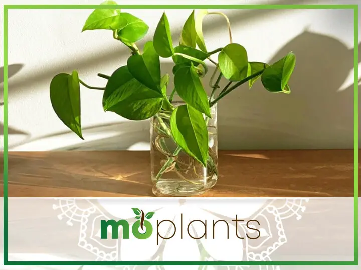 Your Ultimate Guide to Growing Golden Pothos