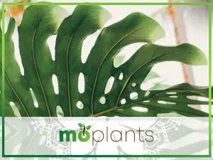 Monstera deliciosa is a tropical plant