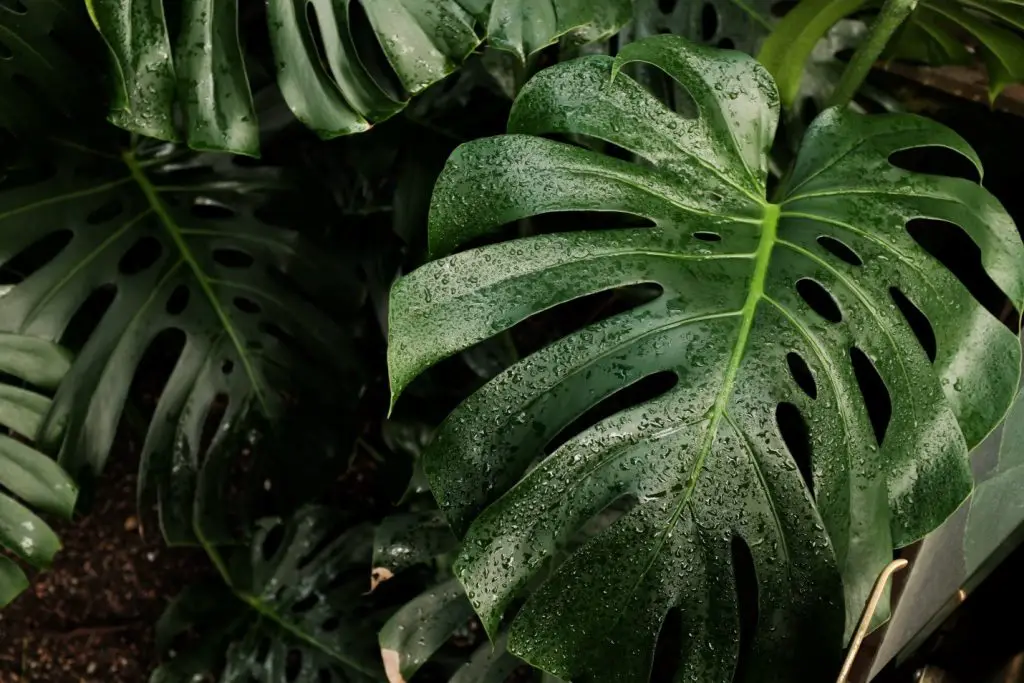 Monstera deliciosa is a fruit-bearing plant